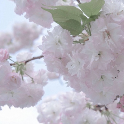 兽设表情绘制实用教程福瑞交流群